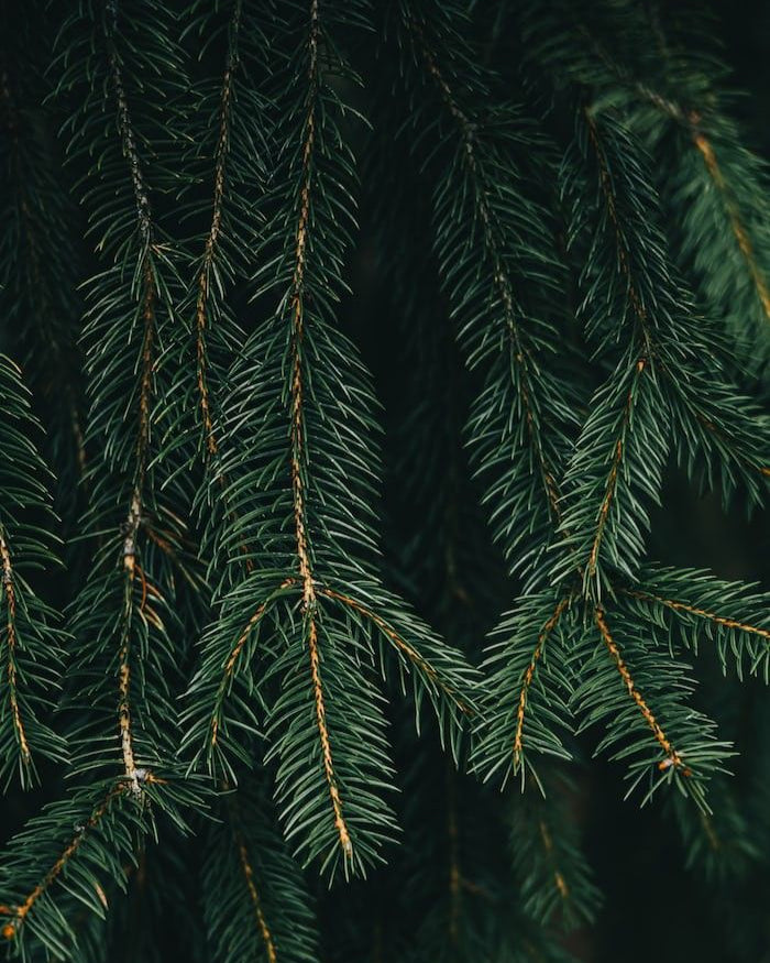 hemlock 3.jpg