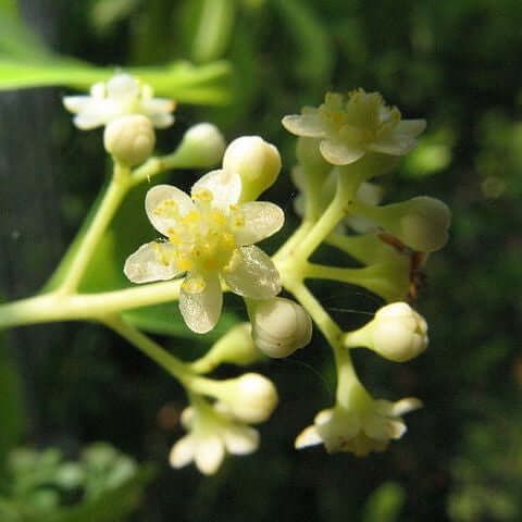 hemlock 4.jpg