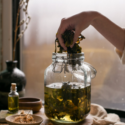 Rose bath and Body Oil (Sea Kelp Infused)