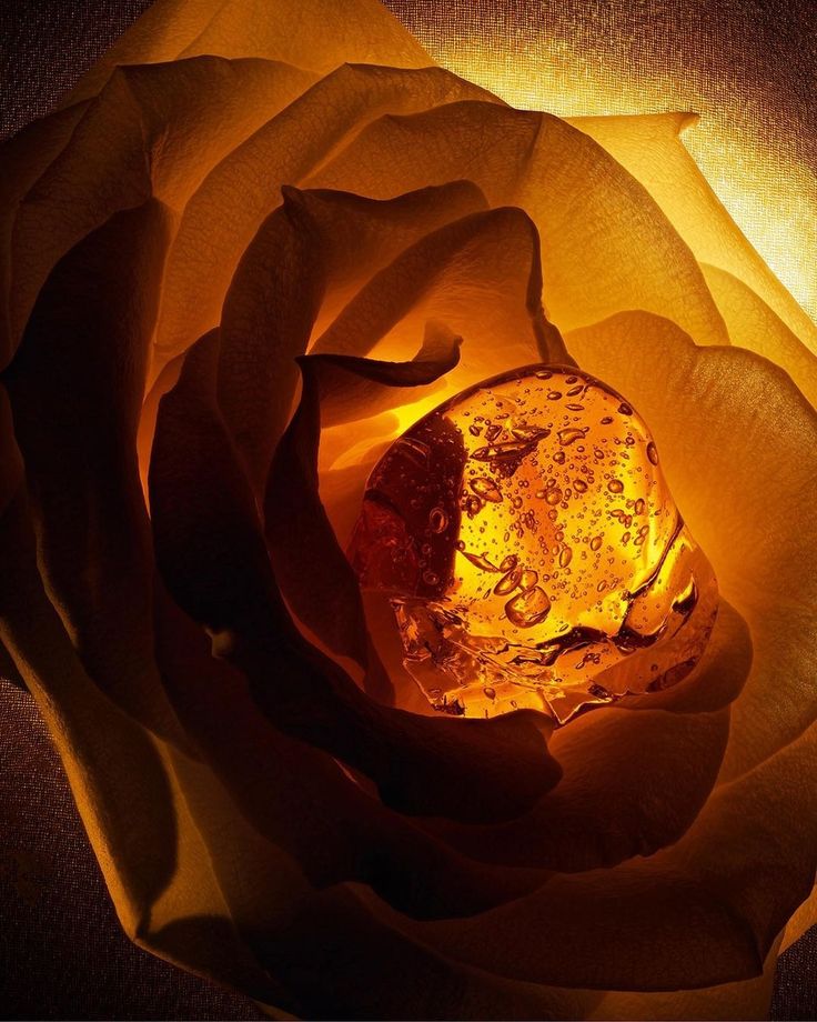 Element | Botanical Car Freshener Spring Equinox