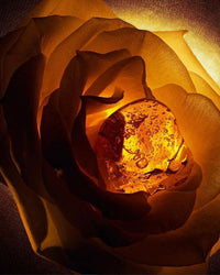 Haven (Lavender, Rose Ylang ylang, Frankincense, Sandalwood)