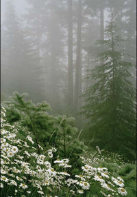 Hemlock (Spruce, Ho Leaf, Frankincense, Chamomile)