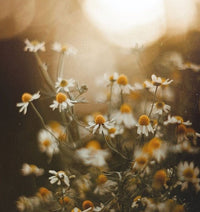 Hemlock (Chamomile, Frankincense, Spruce)