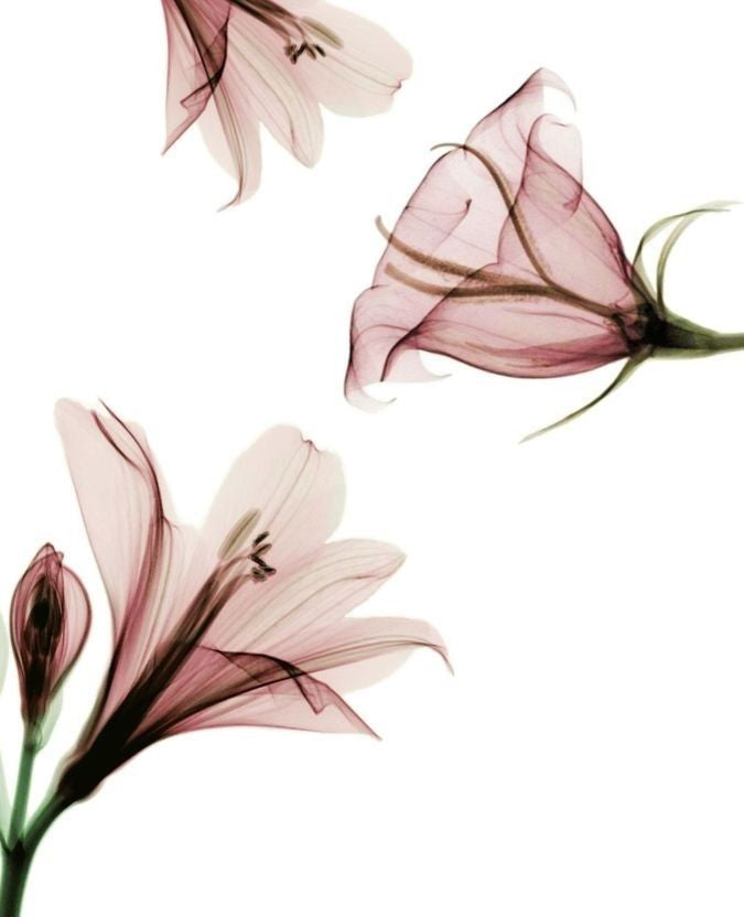 Element | Botanical Car Freshener Spring Equinox