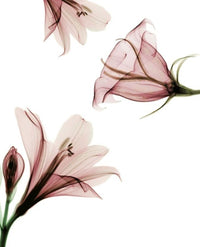 Luna (Lavender, Neroli, Sweet Orange)