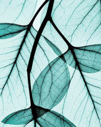 Sky (Eucalyptus, Lemongrass, Sweet Orange)